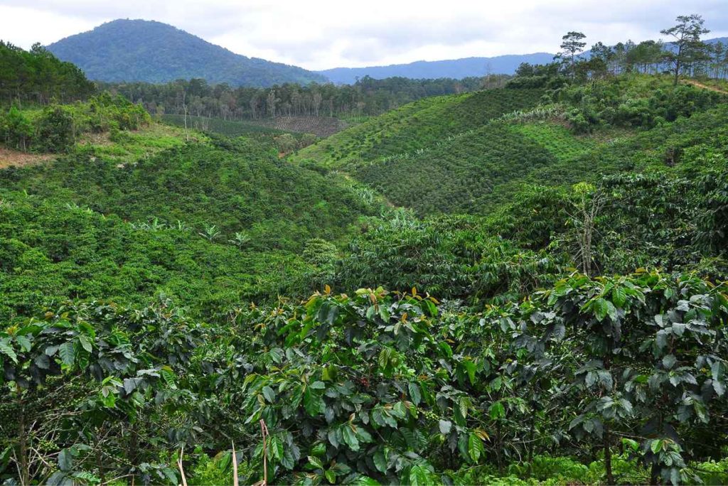Vietnam coffee plantation