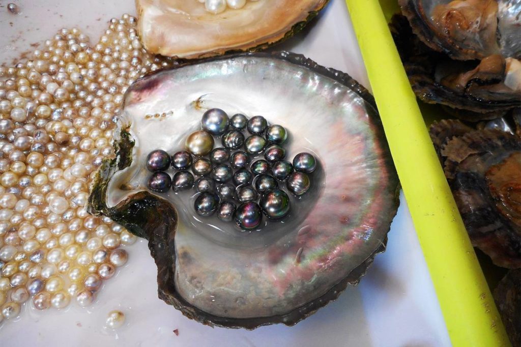 Vietnam Pearls