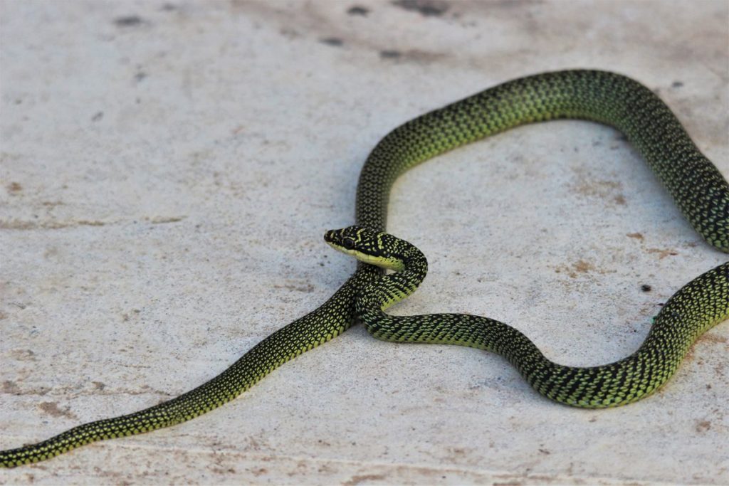 Vietnam snake