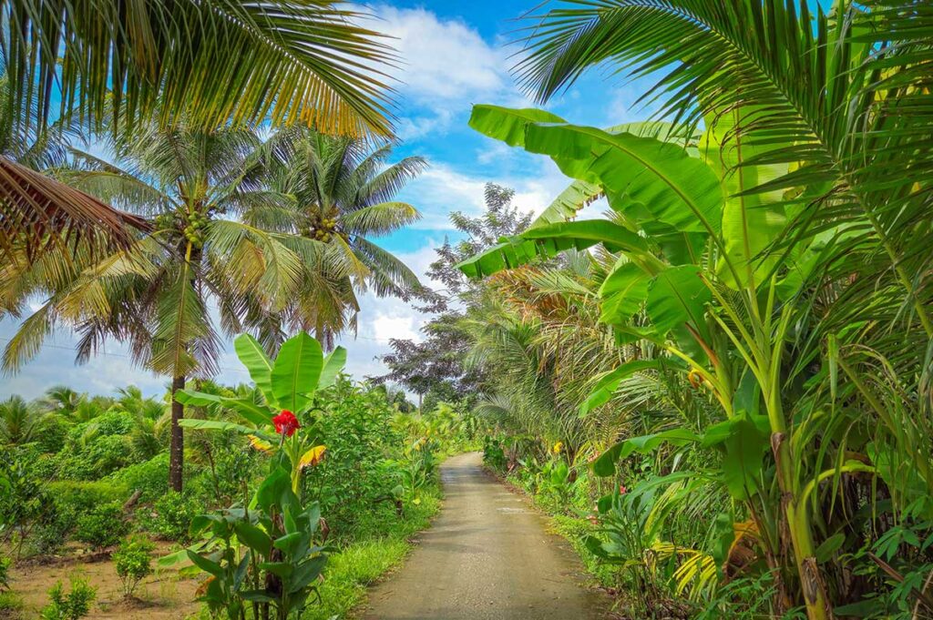 Cycling path in Vinh Long countryside – A narrow road shaded by coconut palms and banana trees, perfect for cycling through the Mekong Delta countryside.