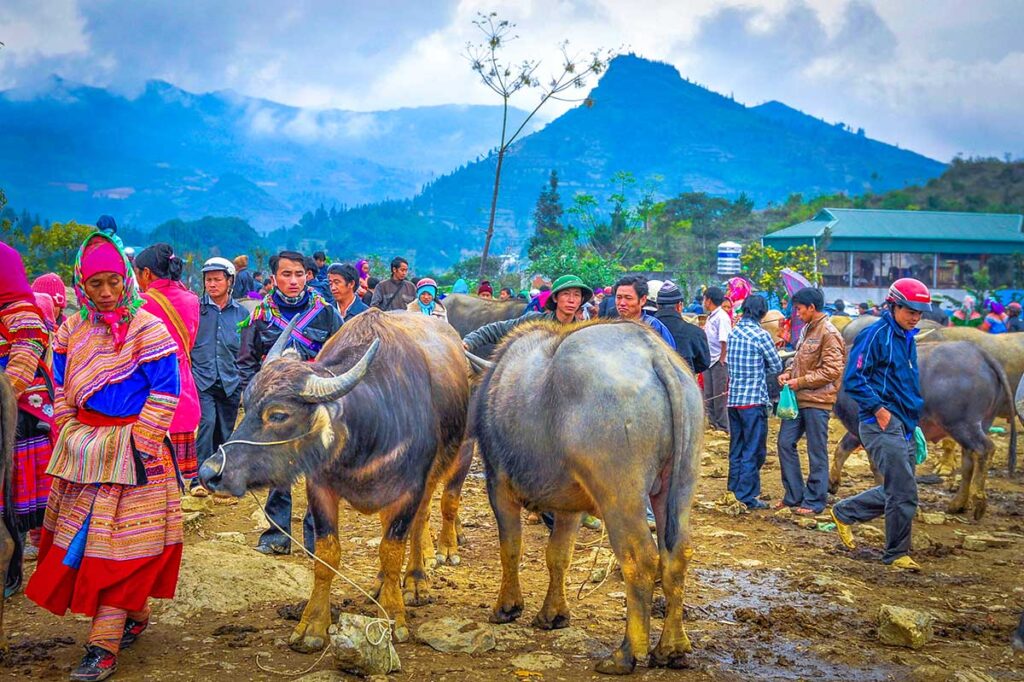 Buffaloes standing in mud surrounded by colorful ethnic minorities at the Bac Ha market
