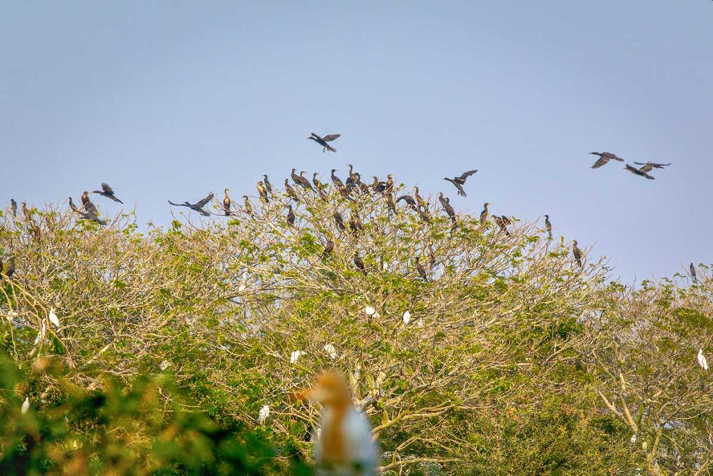 Flock of cormorants and storks gathering on treetops at Bang Lang Stork Sanctuary
