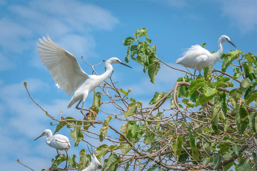White storks perched on tree branches at Bang Lang Stork Sanctuary, Can Tho