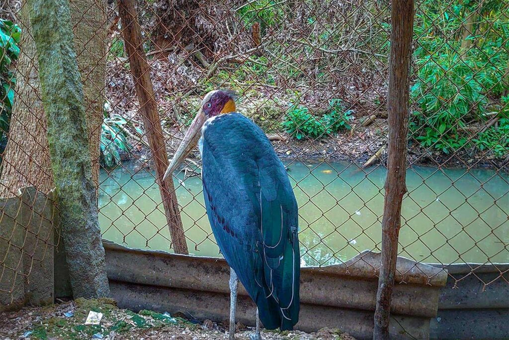 Rescued adjutant stork in an enclosure at Bang Lang Stork Sanctuary, Mekong Delta