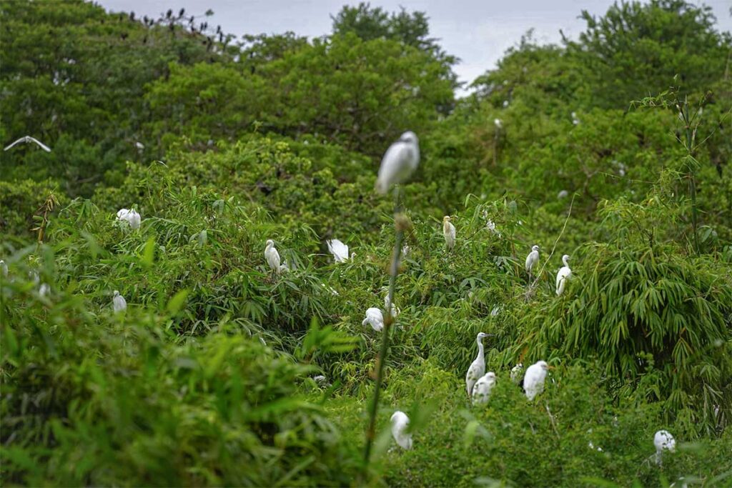 Storks perched in green treetops at Bang Lang Stork Garden in Can Tho Province