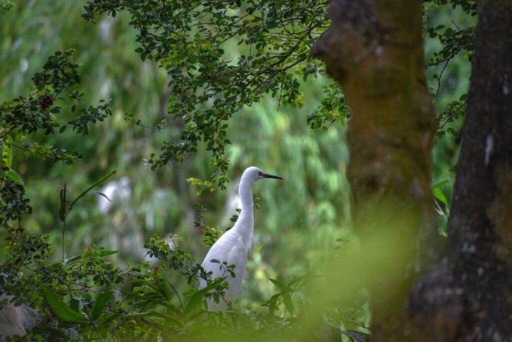 White stork hidden among branches at Bang Lang Stork Sanctuary in the Mekong Delta