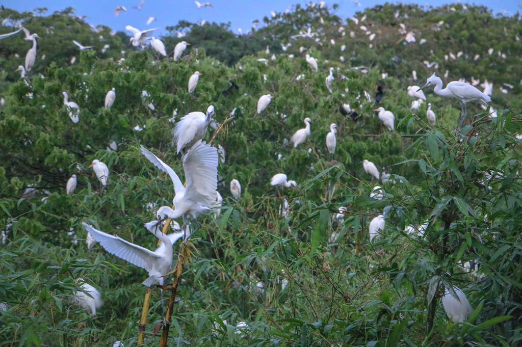 Hundreds of white storks nesting in trees at Bang Lang Stork Garden, Can Tho