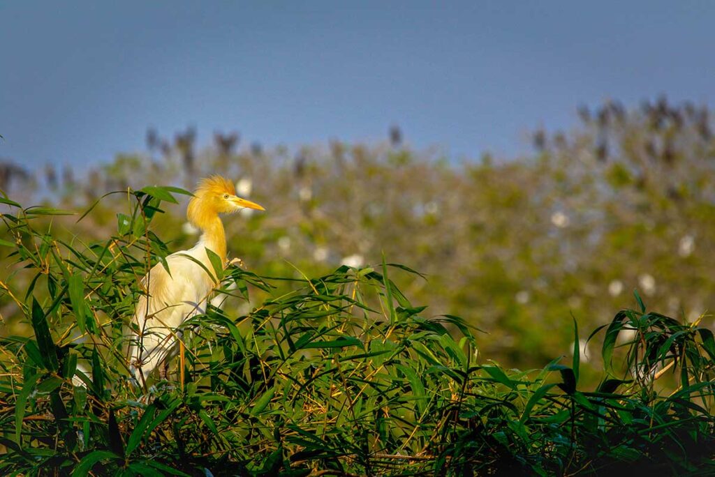 Cattle egret with golden plumage resting on bamboo at Bang Lang Stork Sanctuary, Vietnam