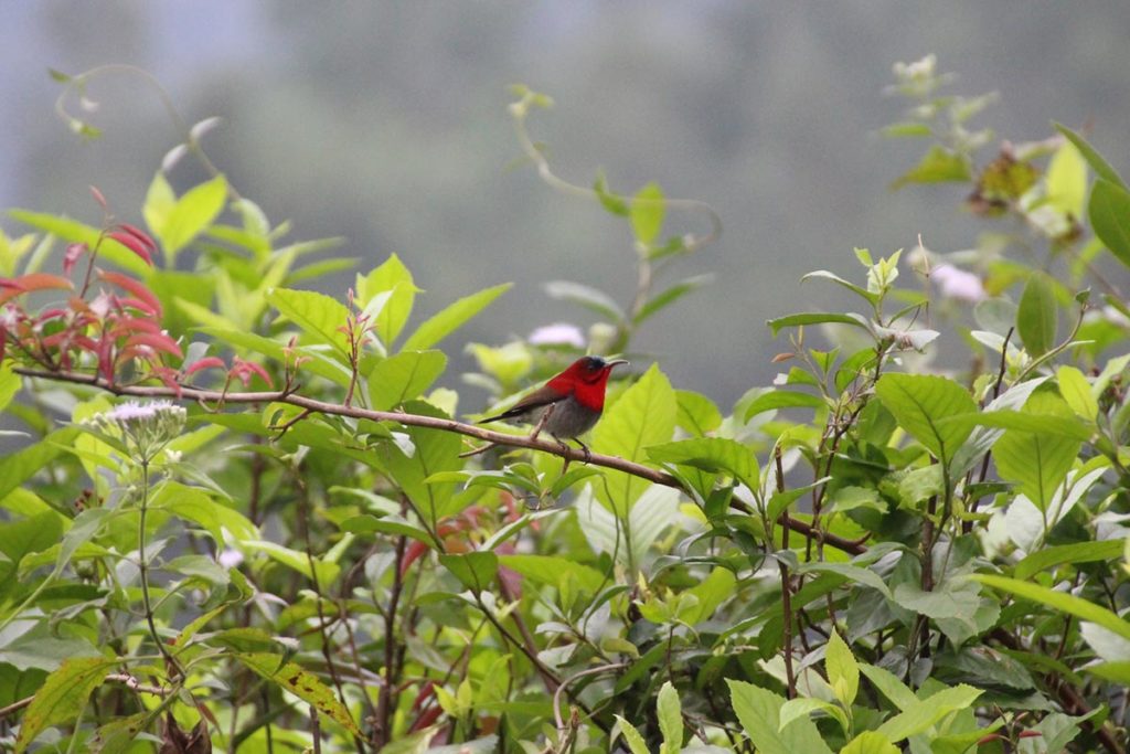 Phong Nha birding Vietnam