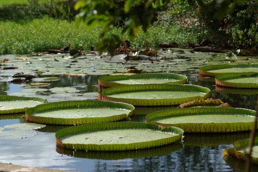 Phuoc Kien Pagoda lotus pond
