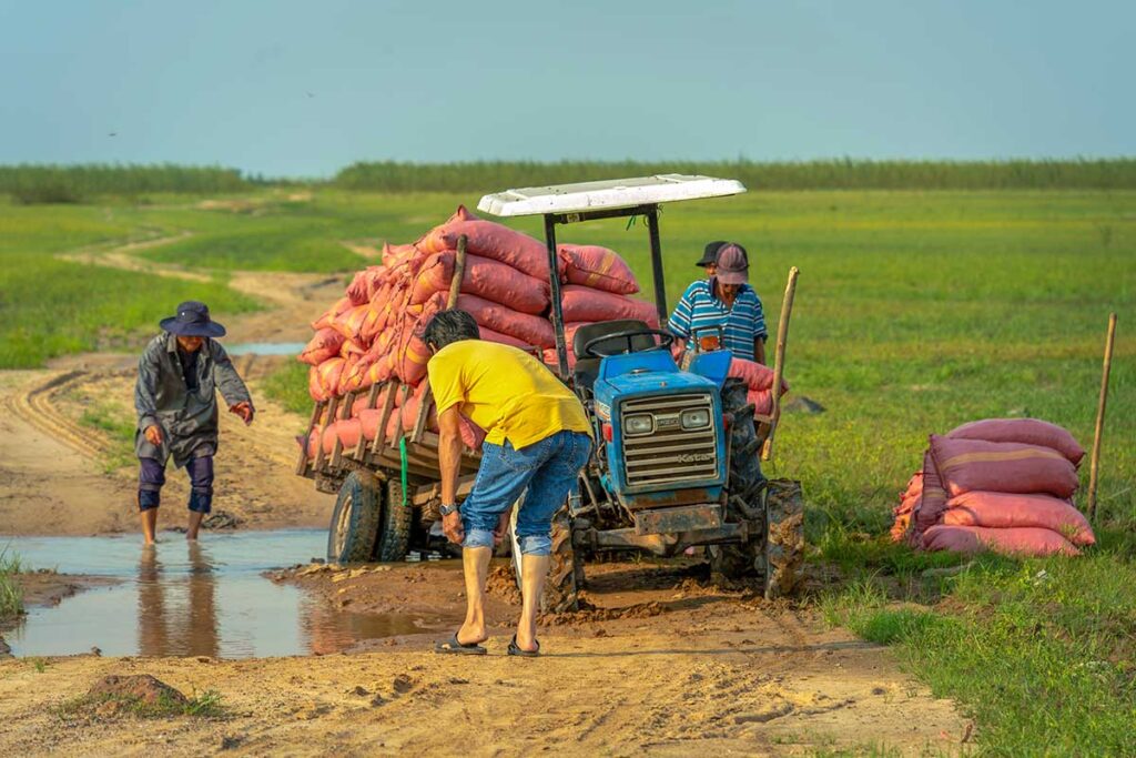 A small tractor is stranded on a dirt road between the rice fields near Dau Tieng Lake 