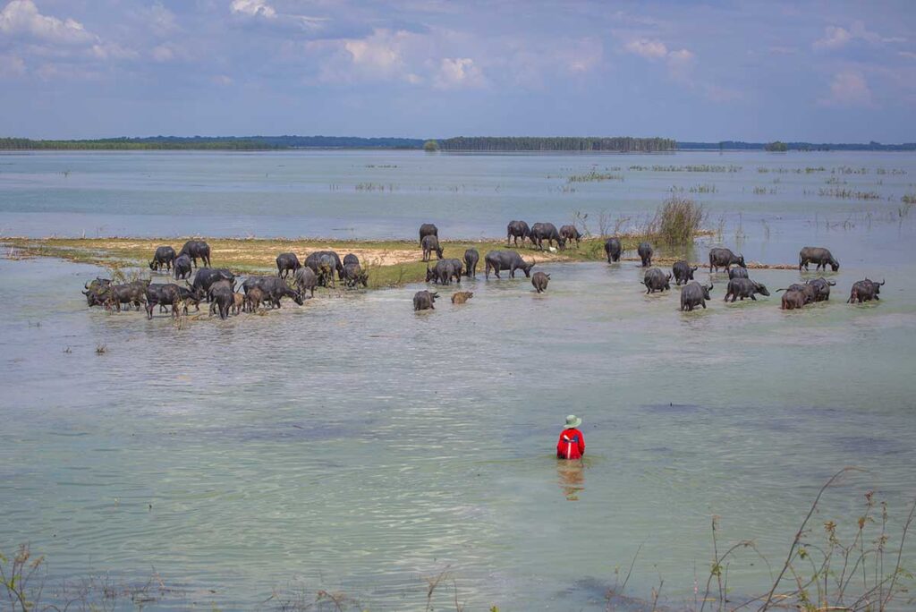 A man is herding buffalo's that are in the water of Dau Tieng Lake 
