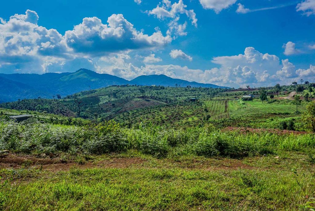 Mang Den plantations