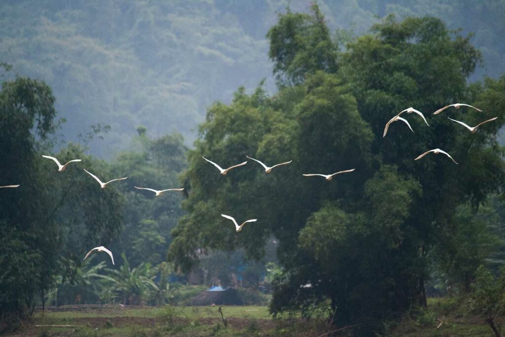 spotting birds and other wildlife in Ba Be National Park