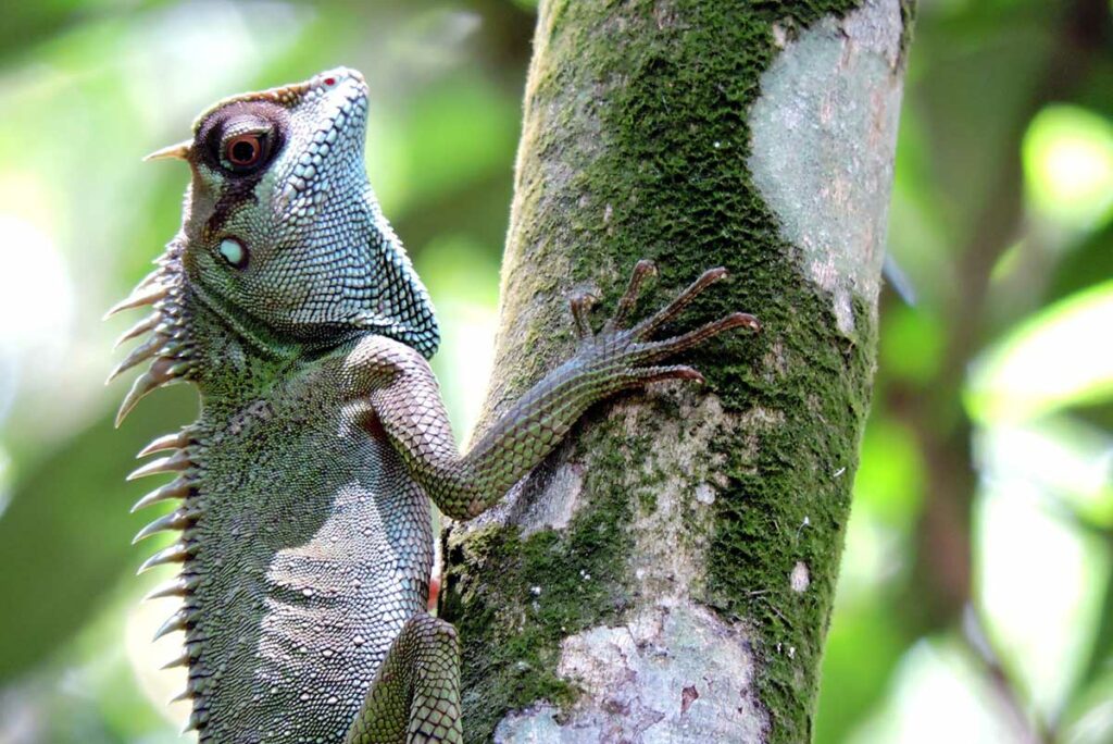 animals in Bach Ma National Park