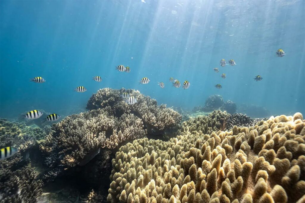 Cham Island snorkeling tour