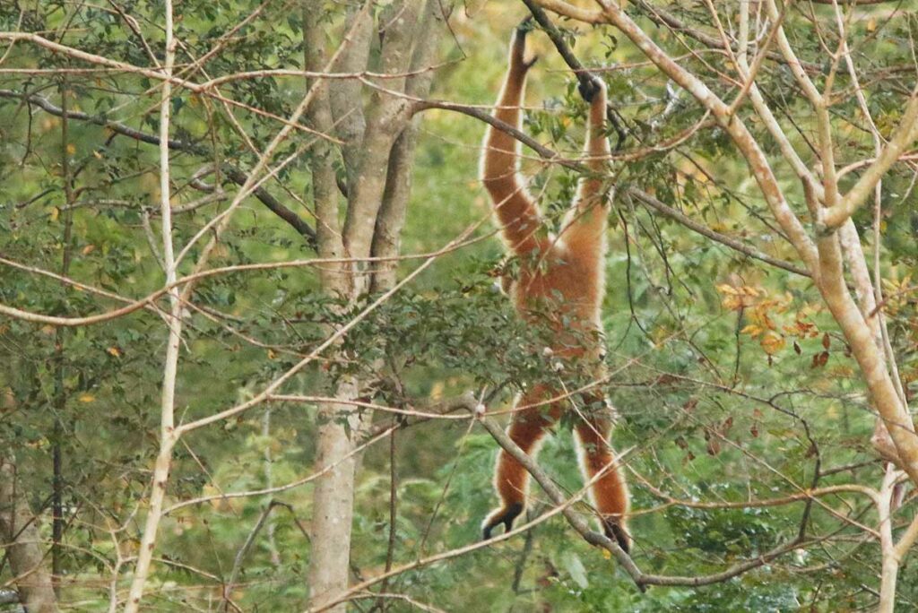 wild gibbon in Cat Tien National Park