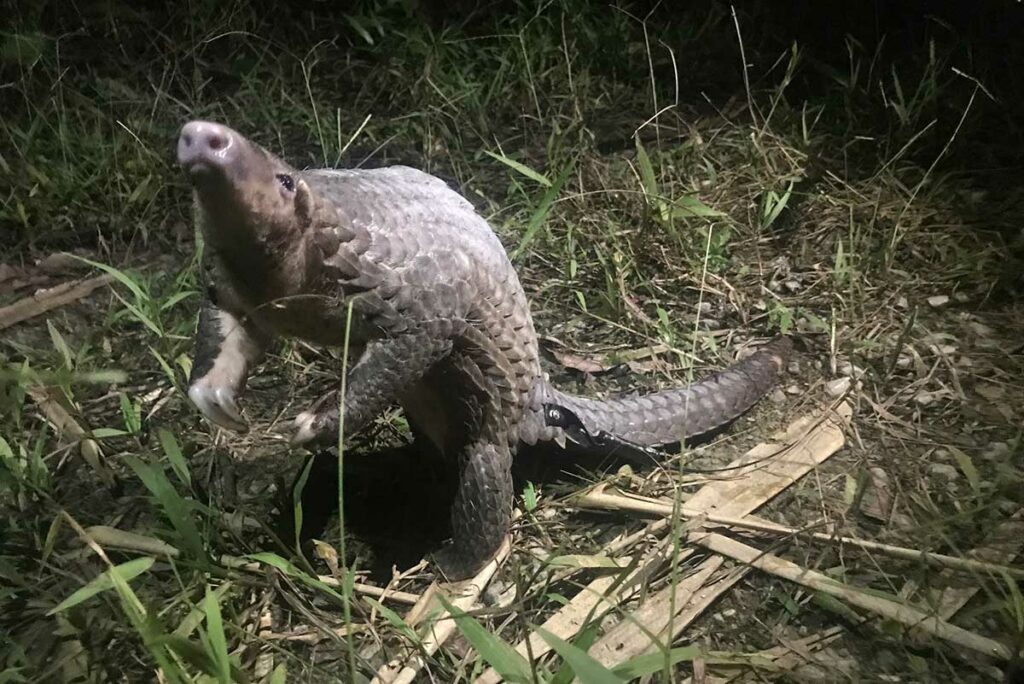 pangolins in Pu Mat National Park