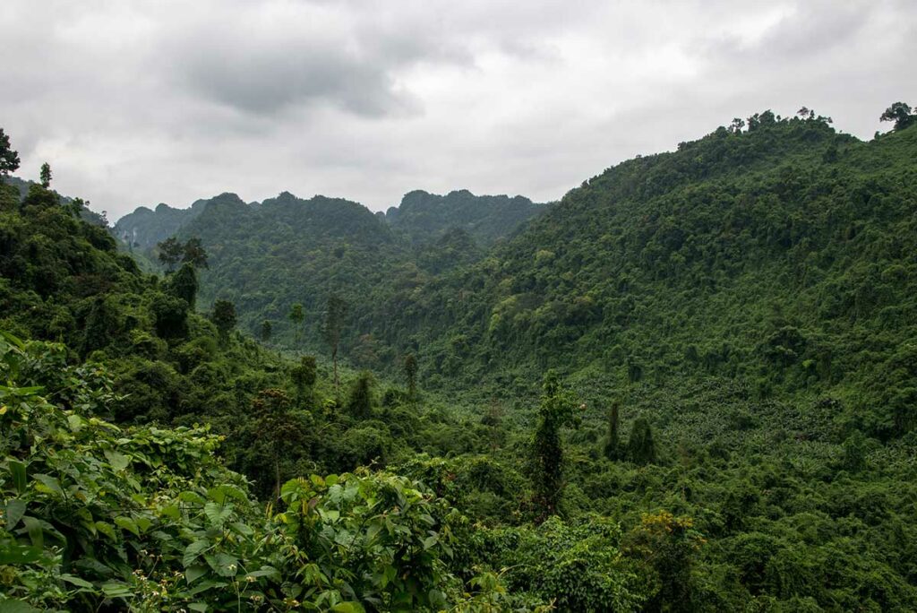 jungle in Phong Nha National Park