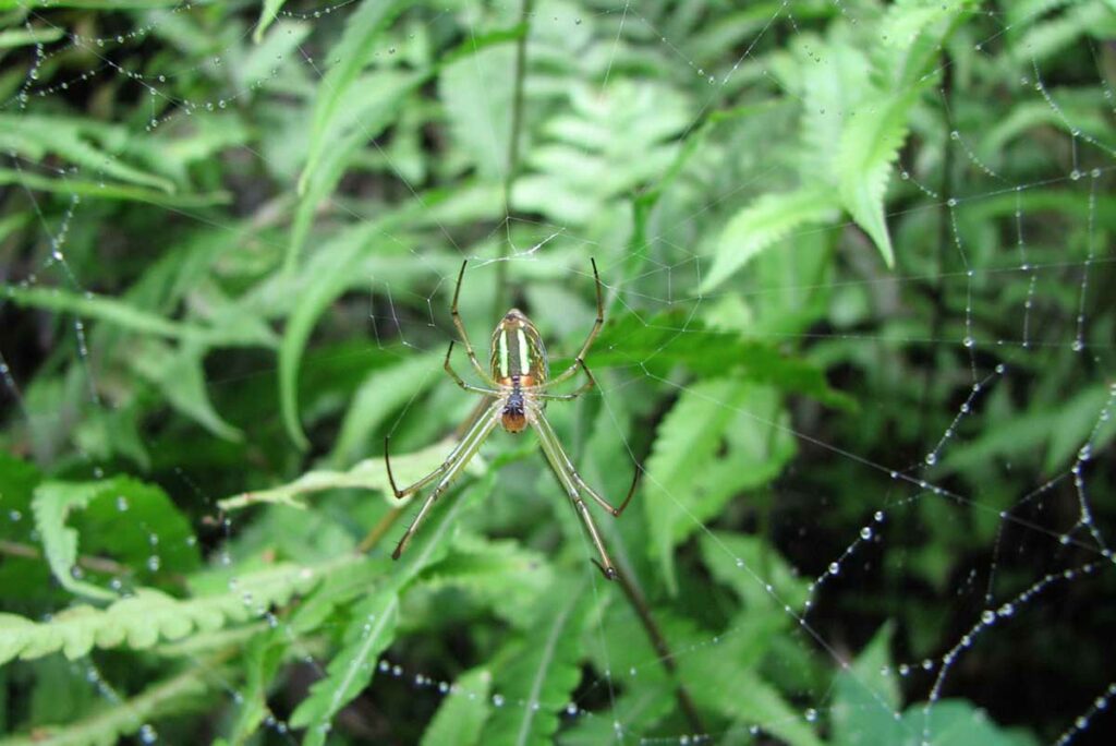 spider in Tam Dao National Park