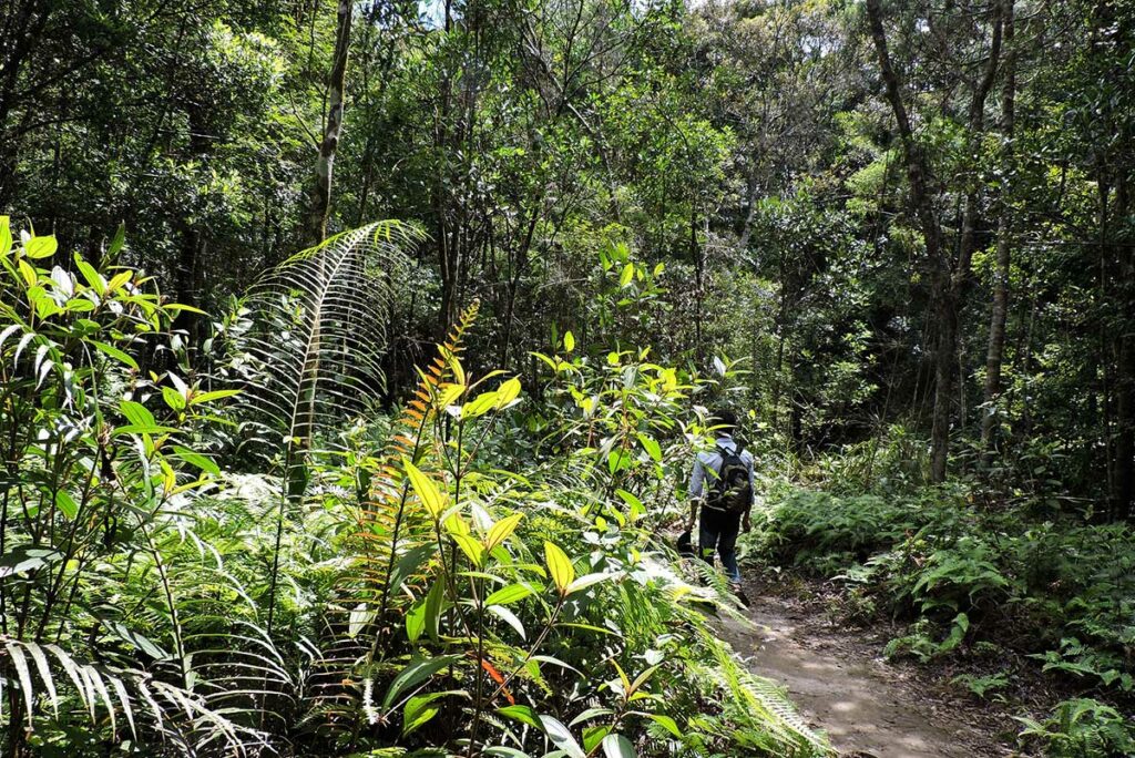 trekking in Bach Ma National Park