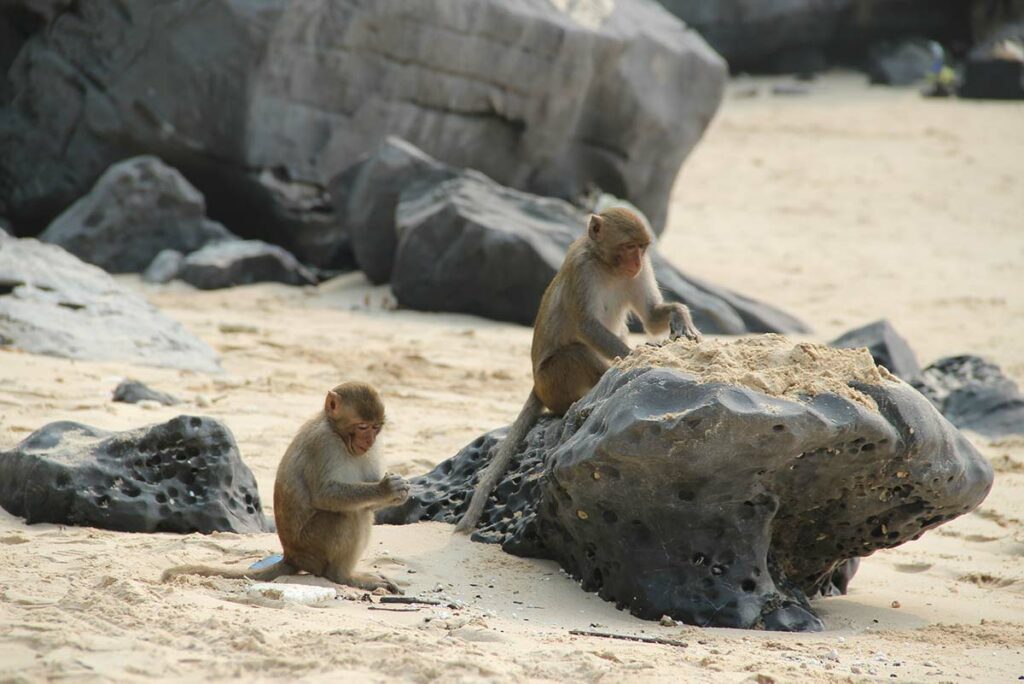 macaque monkeys on Monkey Island in Halong Bay