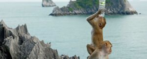 Monkey Island in Halong Bay