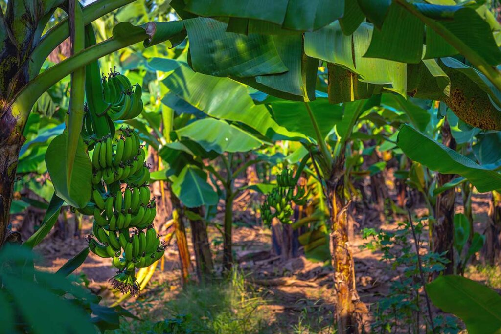 bananas growing on Banana Island in Hanoi