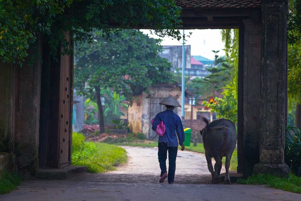 a man walking with a buffalo through Duong Lam Ancient Village