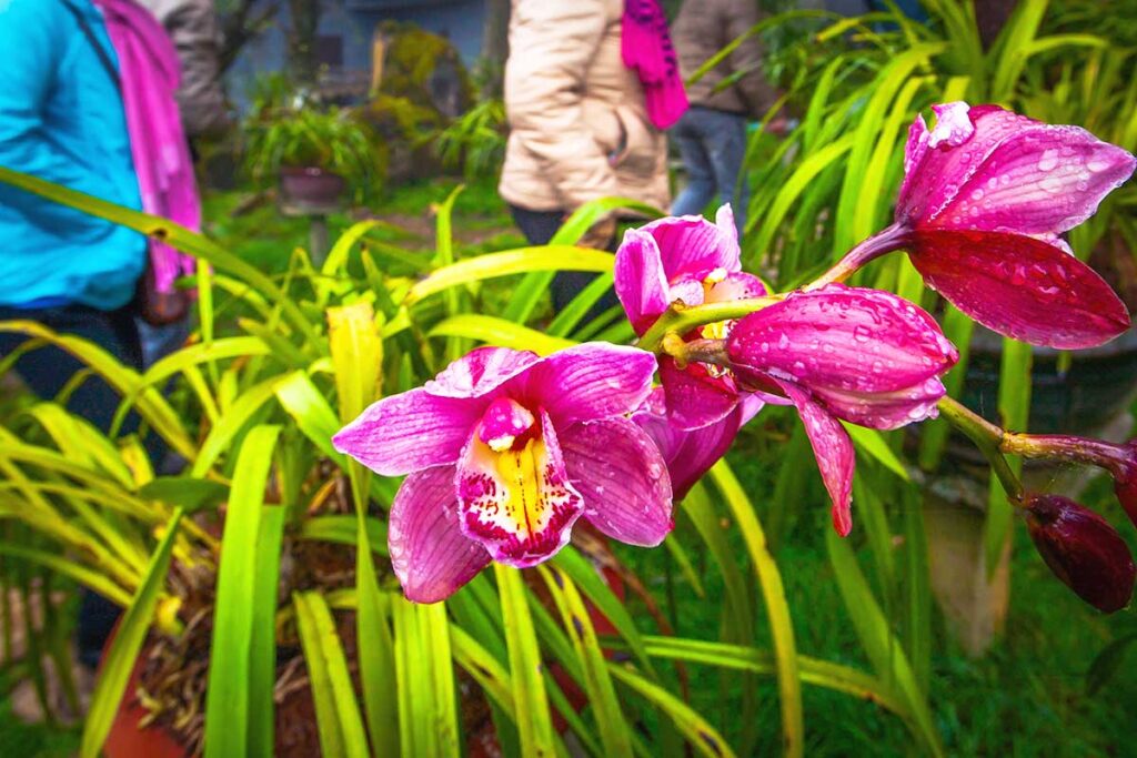 orchard garden in Ham Rong Mountain