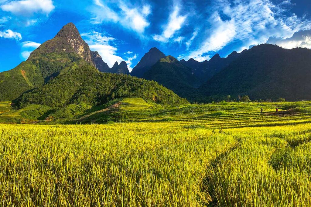 rice fields and mountains of Hoang Lien National Park