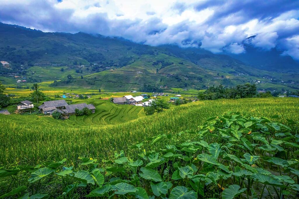 green rice fields surrounding Lao Chai Village 