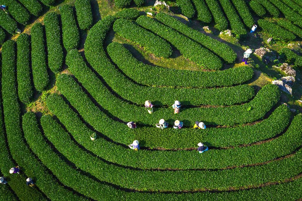 arial view of local people picking tea leaves at O Long Tea Hill near Sapa 