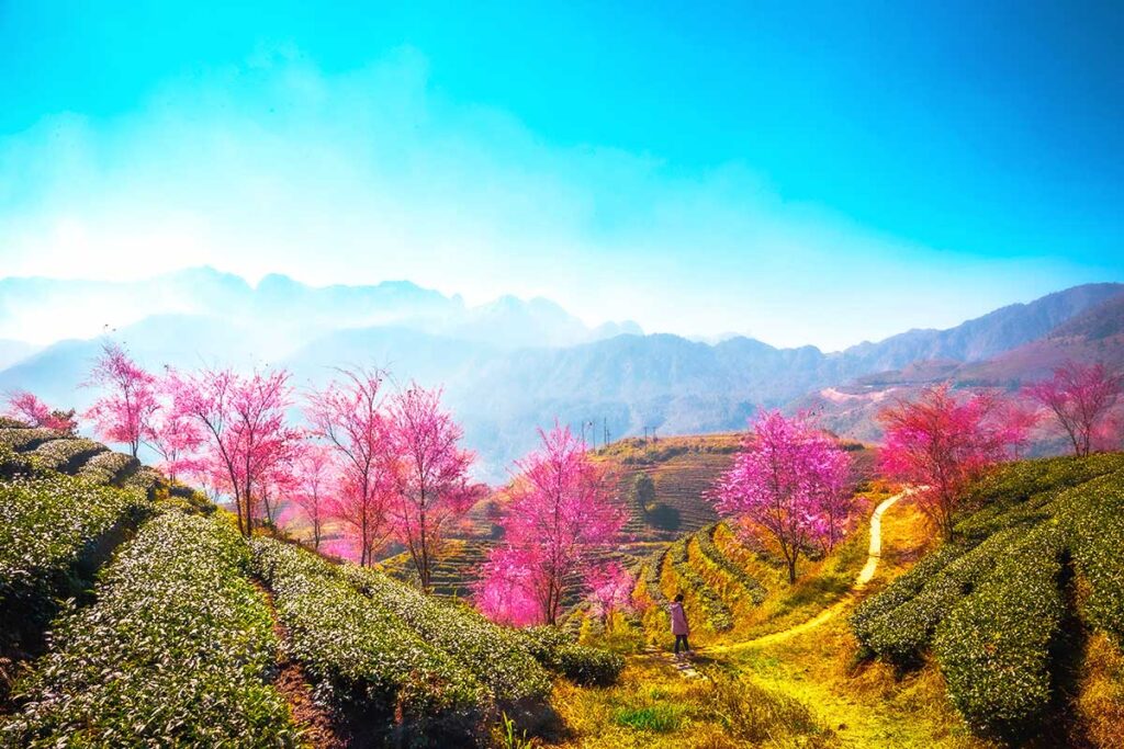 pink sakura cherry apircot trees on O Long Tea Hill near Sapa