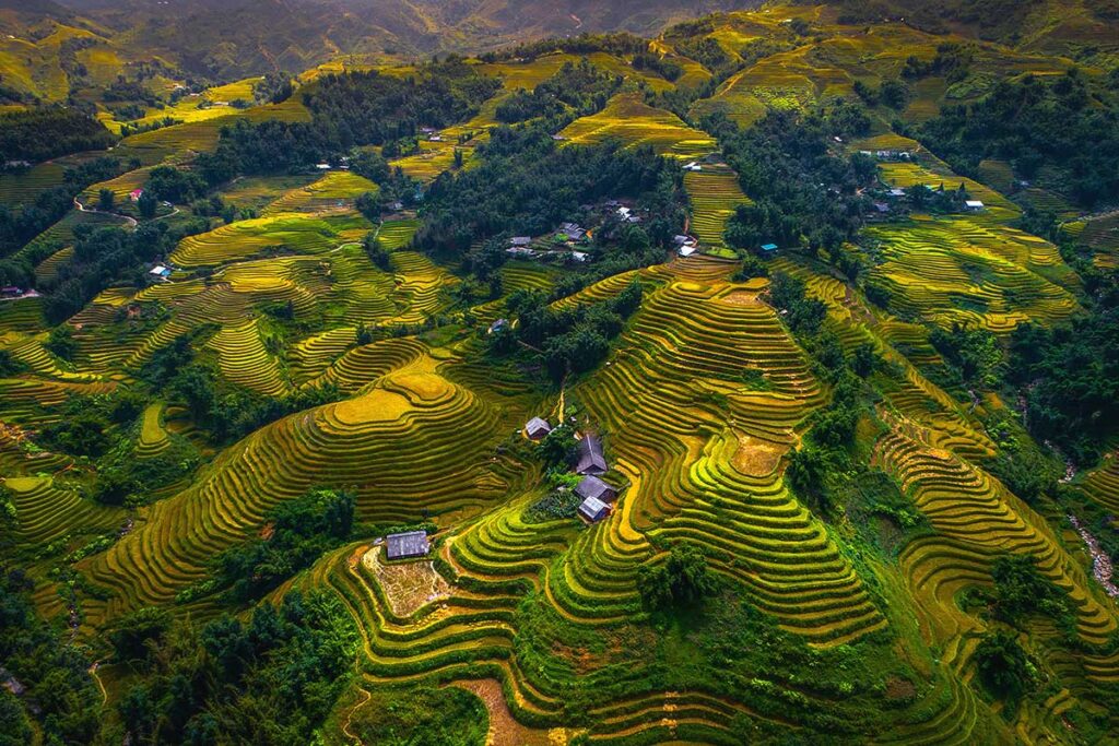 rice fields of Sapa
