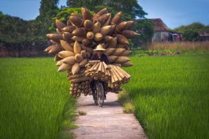 a man riding a bike full of bamboo fish traps at Thu Sy Fish Trap Craft Village