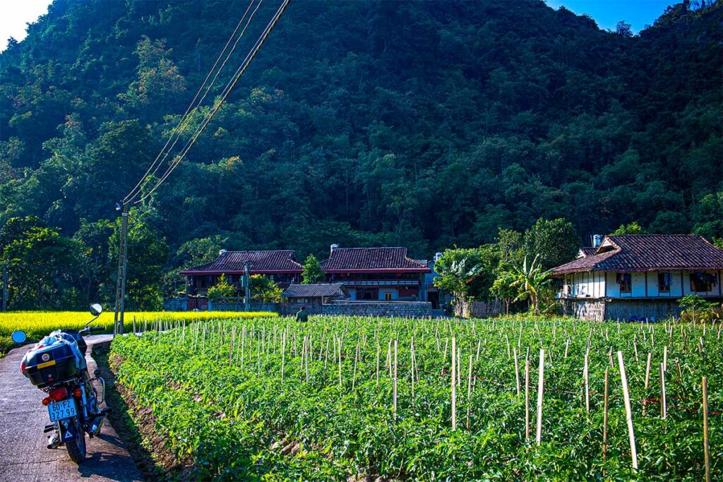 A medical plant farm in Bac Son Valley, Lang Son, Vietnam