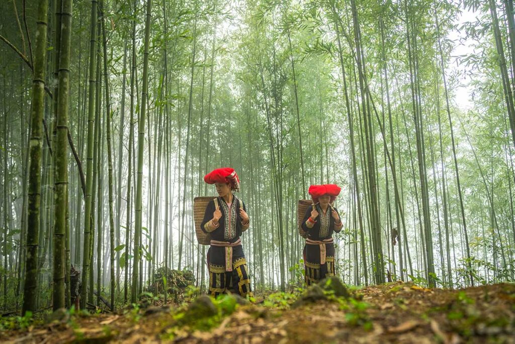 Two minority woman with beautiful traditional clothes from the Red Dao ethnic group are walking through the bamboo forest of Muong Hoa Valley in Sapa