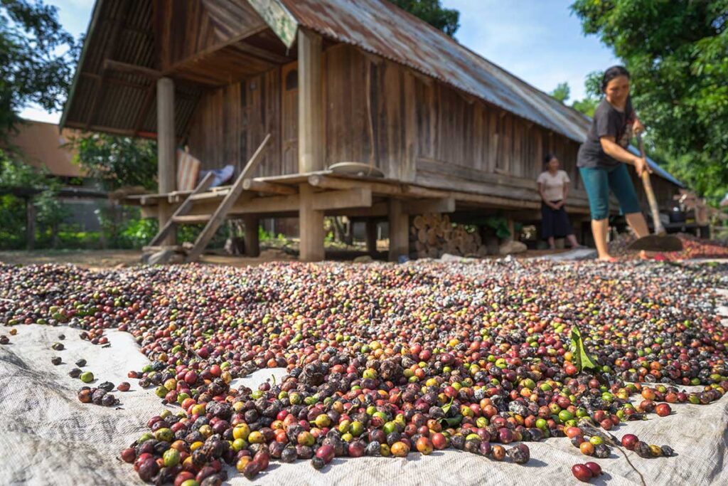 An ethnic woman is drying the coffee beans harvested from the plantations on the street next to a traditional ethnic highland home in Dak Lak, Vietnam