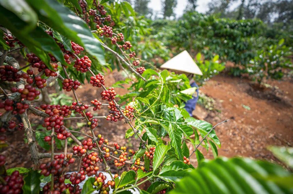 A local farmer wearing a traditional conical hat carefully picking ripe coffee beans from the coffee plants, highlighting the region’s coffee-growing culture.