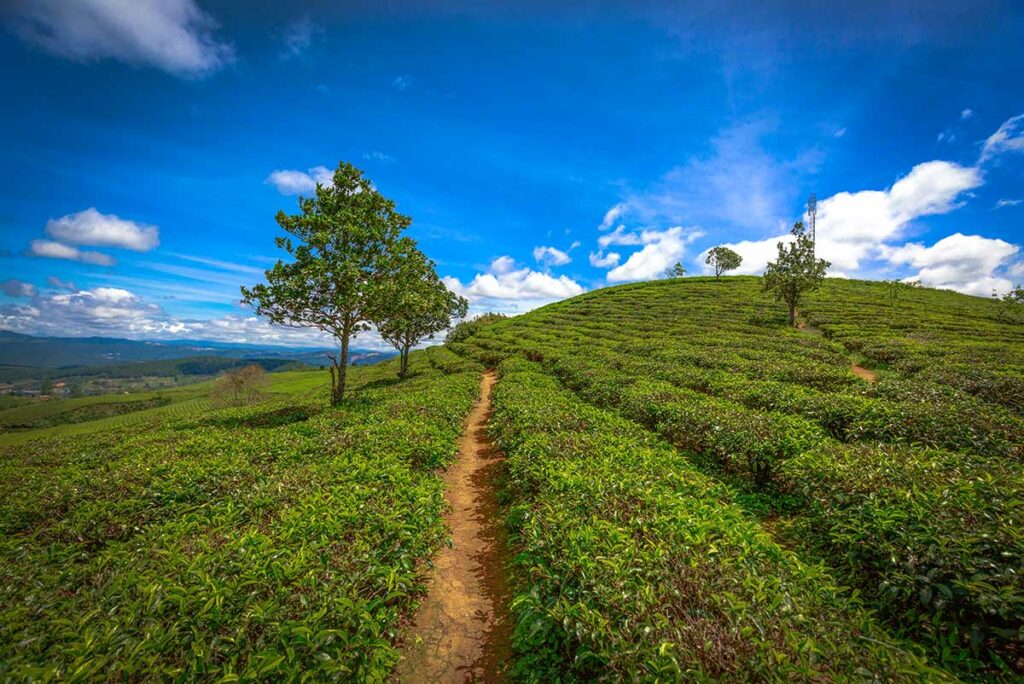 A tea plantation in Dalat