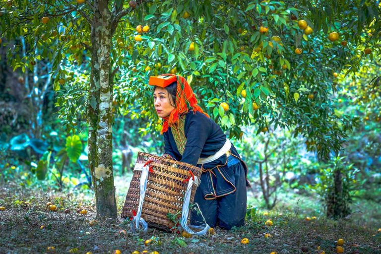 An ethnic minority woman picking fruit in Huu Lien, Lang Son