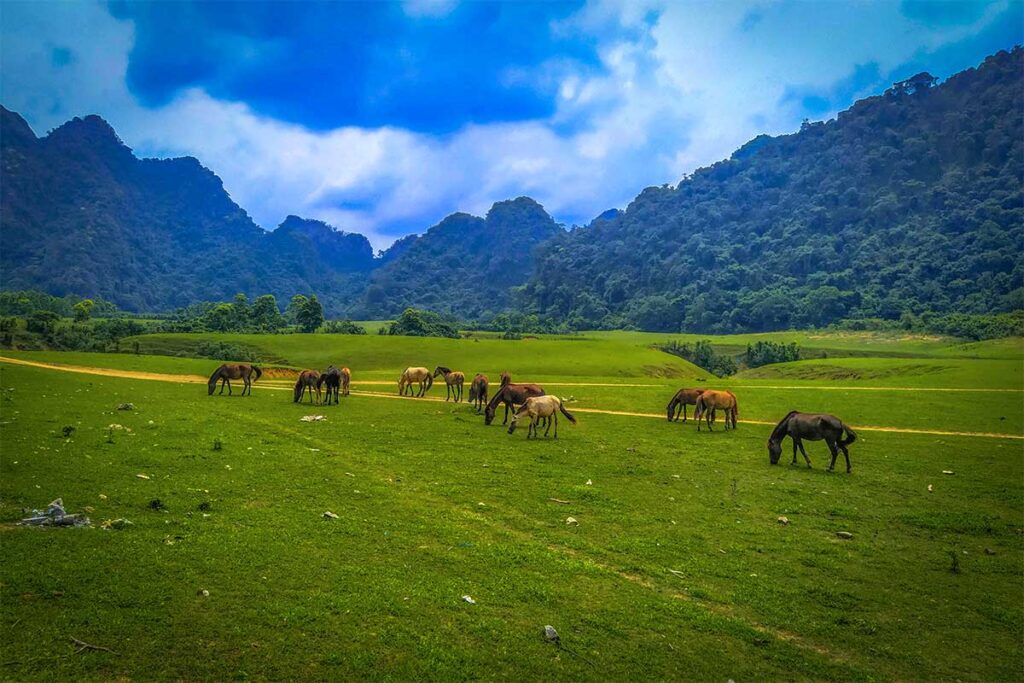 View of horses and buffalos grazing in the grass with mountains on the background at Dong Lam Grassland in Huu Lien, Lang Son