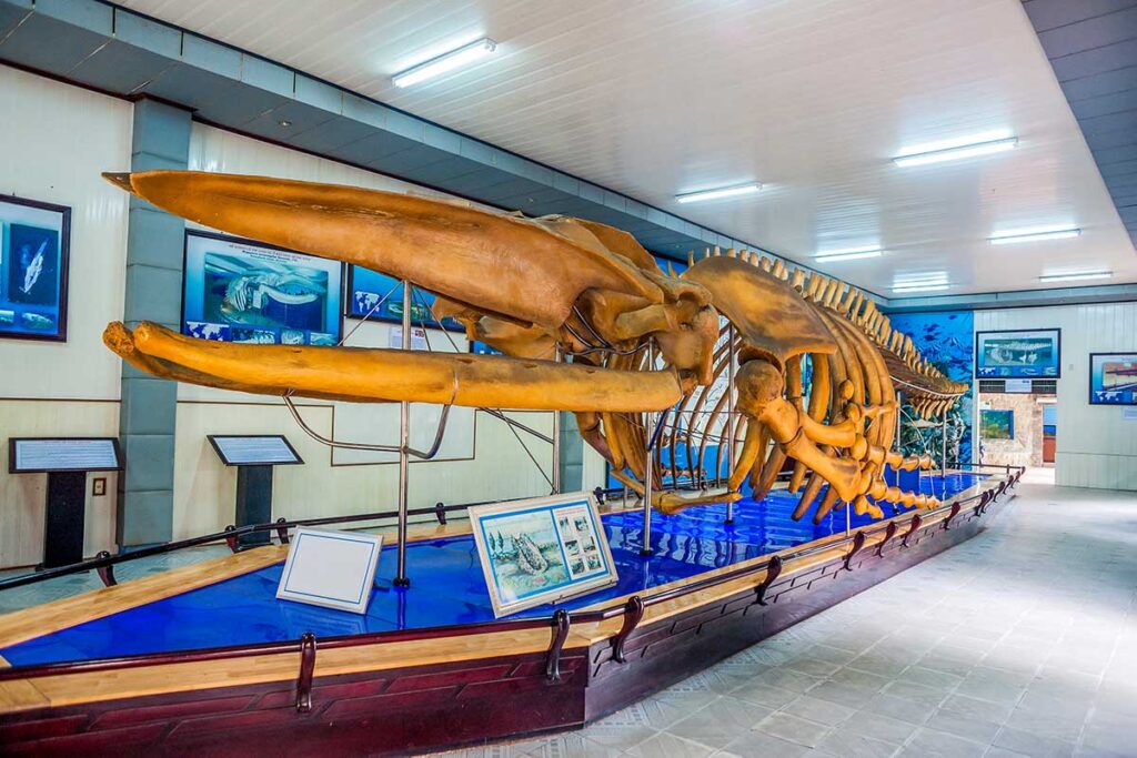 A huge skeleton of a whale National Oceanographic Museum of Vietnam located in Nha Trang