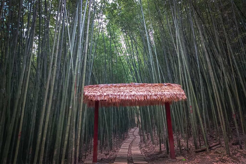 A gate made out of palm leave surrounded with very tall bamboo creating a path through a bamboo forest at Thanh Cong Bamboo Forest 