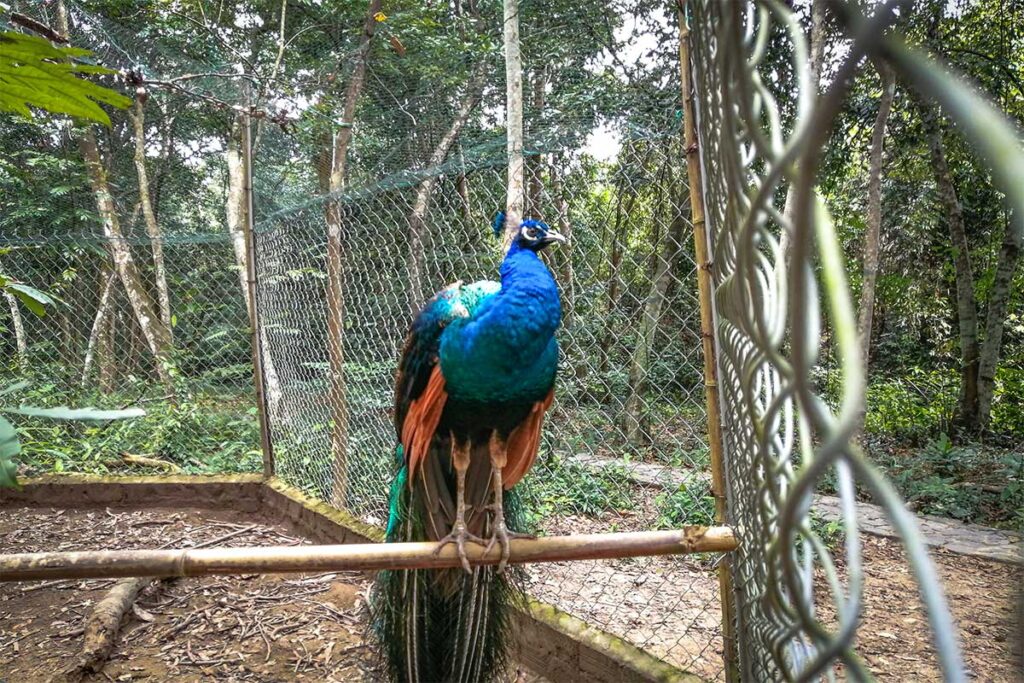 A peacock at the Wildlife Enclosure in Phong Nha