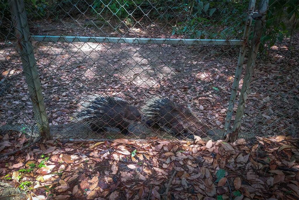 A porky pine at the Wildlife Enclosure in Phong Nha