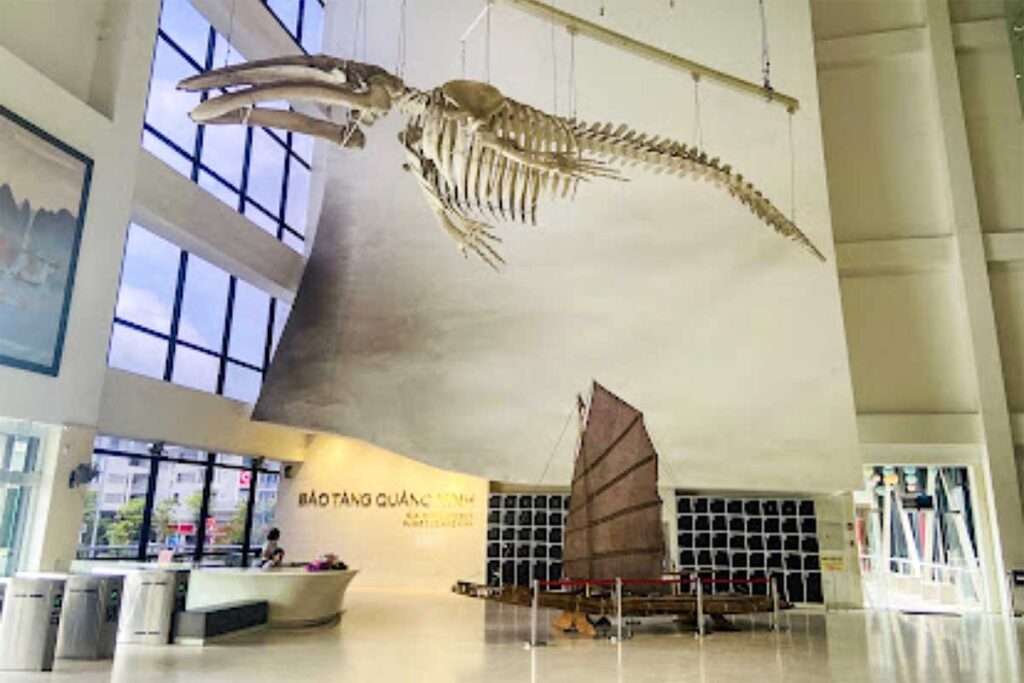 A whale skeleton hanging in Quang Ninh Museum in Halong City Vietnam