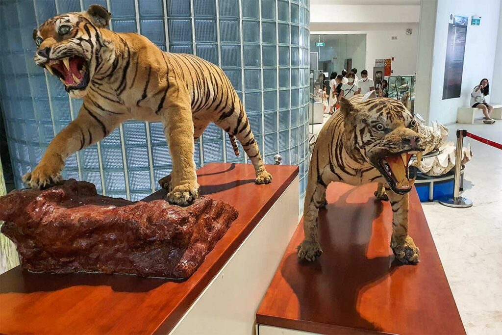 Stuffed tigers displayed at the Quang Ninh Museum