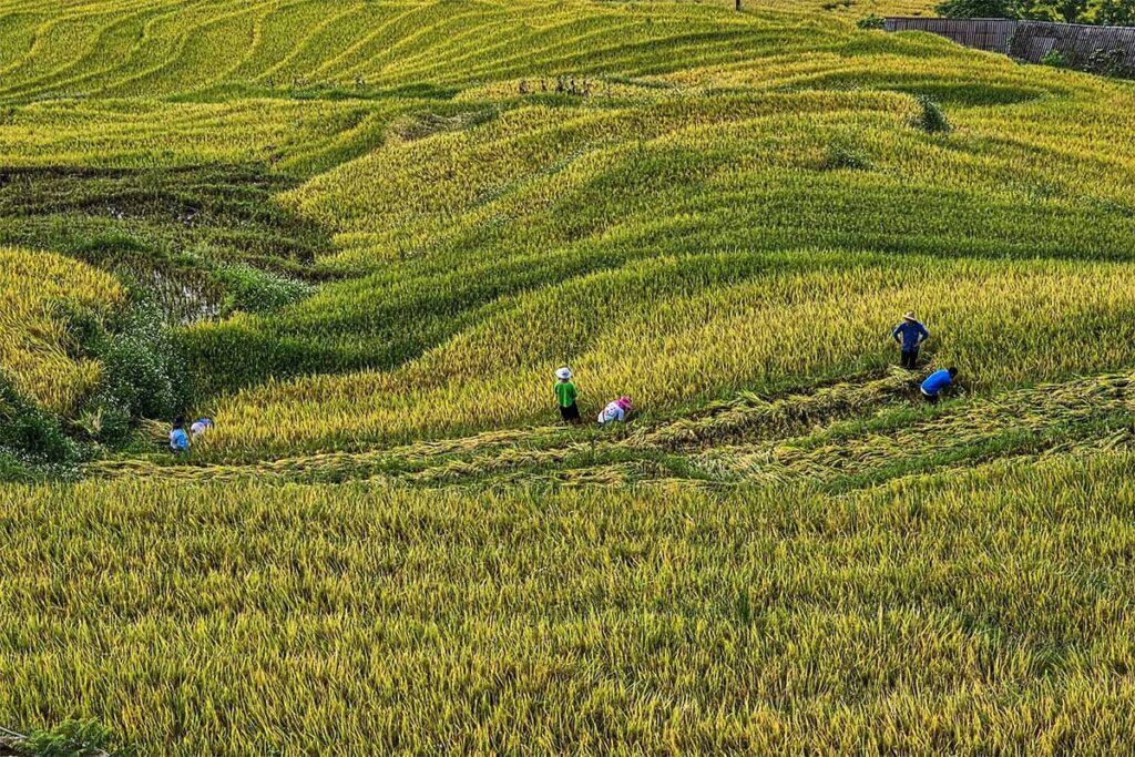 ethnic people busy harvesting the rice fields in Sapa